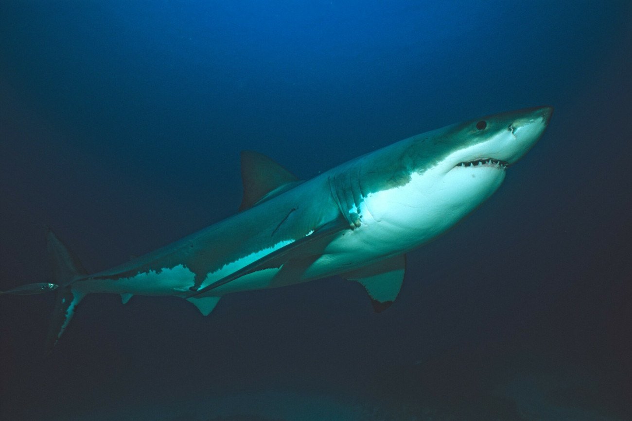 Czy w Chorwacji są rekiny?