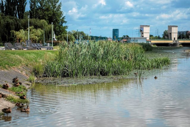 Z Wisłoka wyłowiono zwłoki kobiety. Policja bada, czy to zaginiona 38-letnia prawniczka z Rzeszowa.