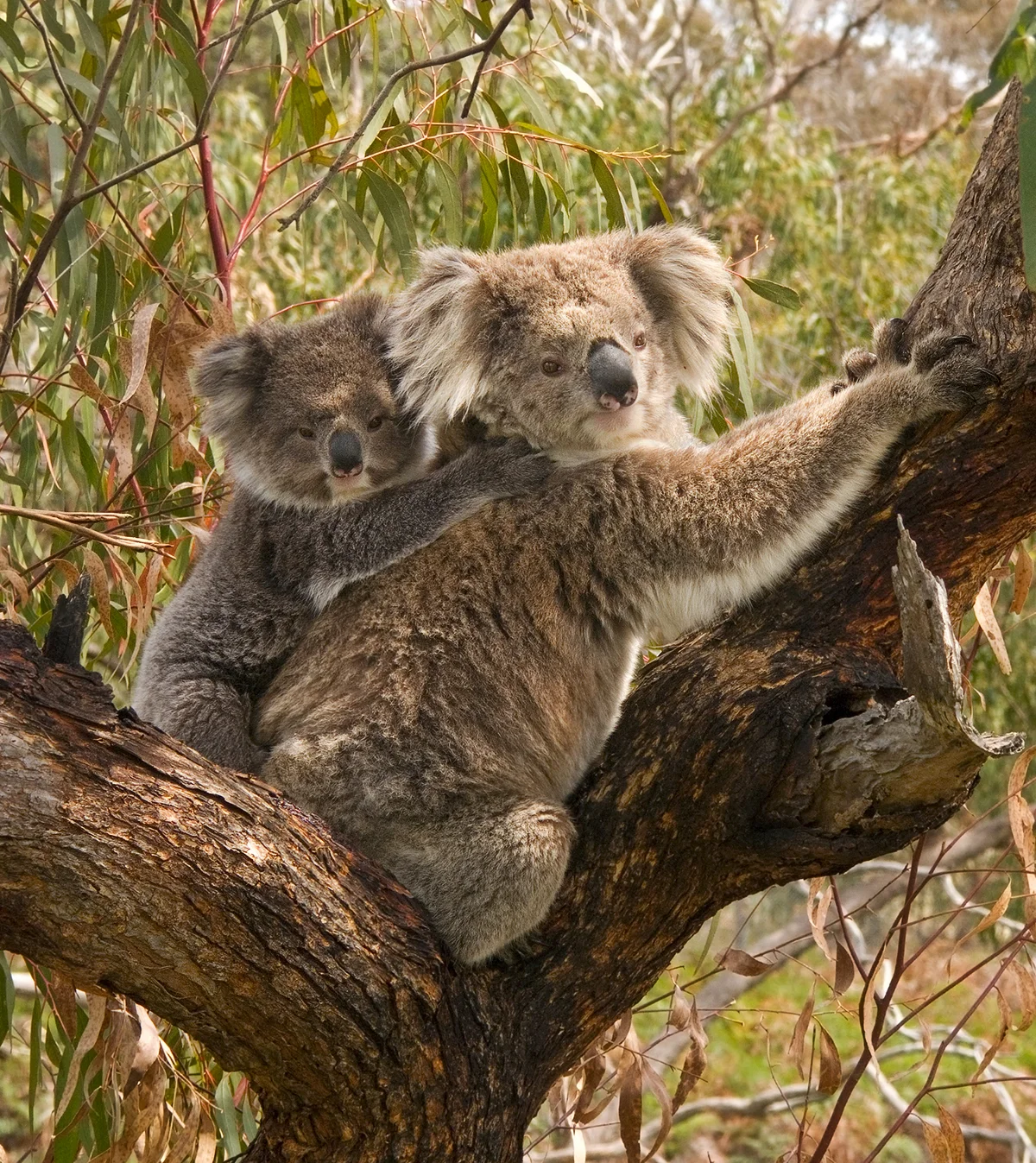 Misie koala
