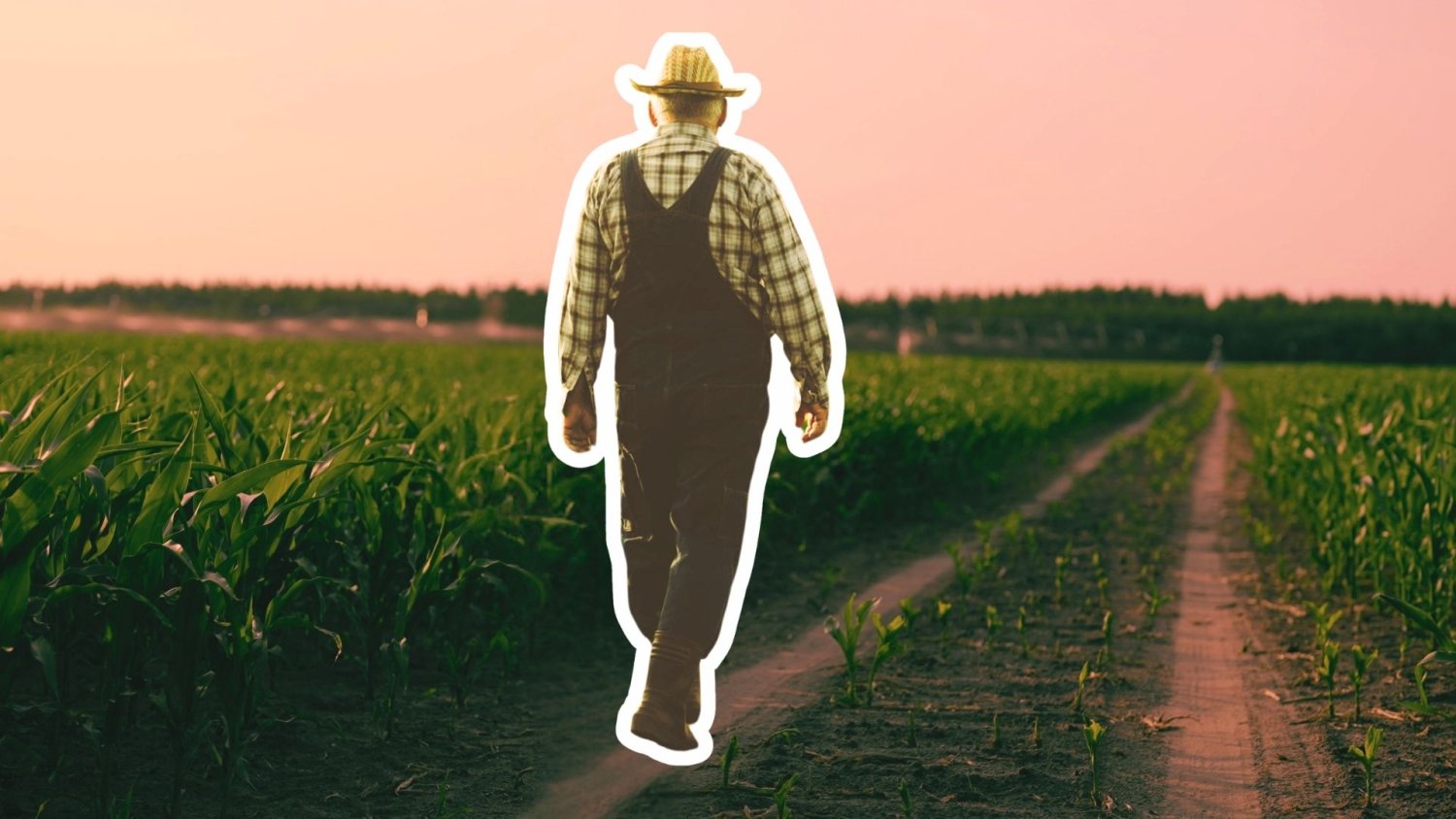 My płacimy w sklepie 3 zł, rolnik dostaje... 15 groszy. "Sytuacja jest tragiczna"