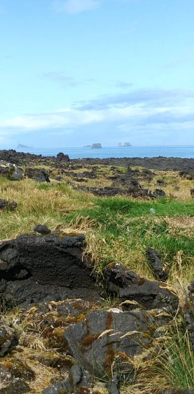 Roślinność Surtsey.