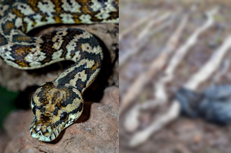 W lesie pod Poznaniem znaleziono osiem martwych węży.