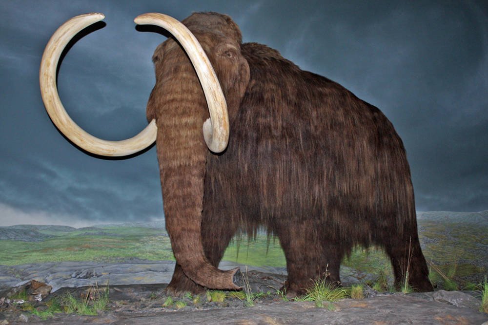 Rekonstrukcja mamut z muzeum w mieście Victoria w Kanadzie.