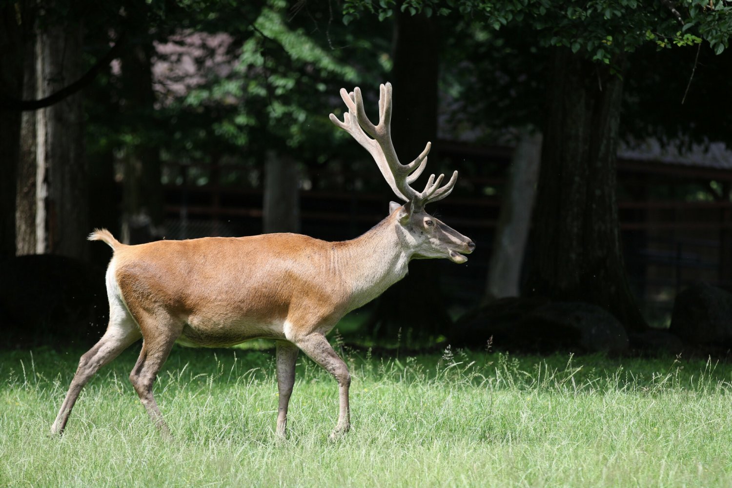 Wyniki badań przeprowadzonych w USA wskazują na to, że jelenie chorują na koronawiursa i są w stanie przenosić wirusa na inne gatunki.