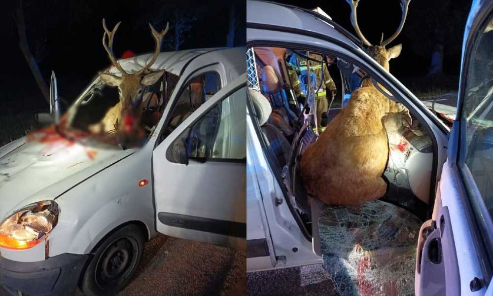 Zdjęcia ze zderzenia jelenia z osobówką są porażające.
