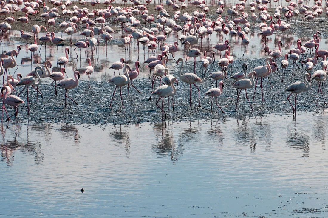 Flamingi w Walvis Bay.