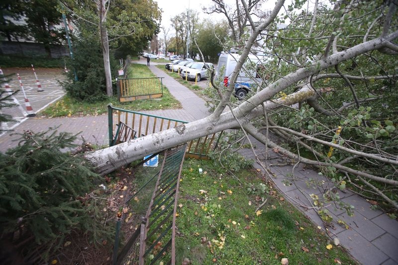 Silny wiatr na południu Polski. W których województwach obowiązują ostrzeżenia? [MAPA]