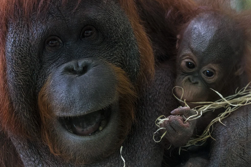 Orangutania mama z pociechą