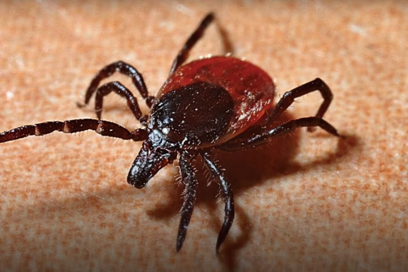 Kleszcz afrykański (sceen).