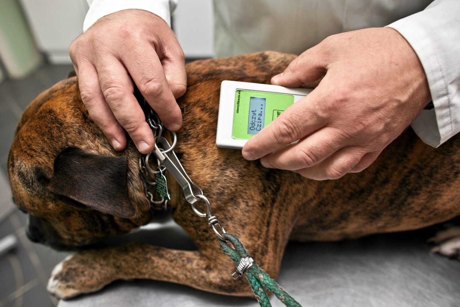 Nowa obowiązkowa opłata dla właścicieli psów i kotów. choćby aktywiści są przeciw