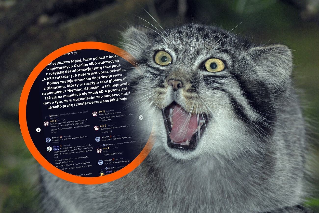 Manul Mania zdyskwalifikowana z konkursu. W sieci burza.