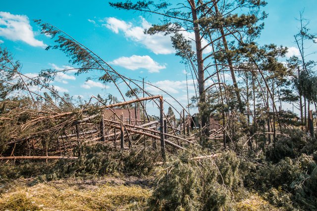 Antoni Macierewicz zadbał o wizerunek wojska. Okazuje się, że wyciąganie drzew przez żołnierzy nie idzie tak jak powinno.