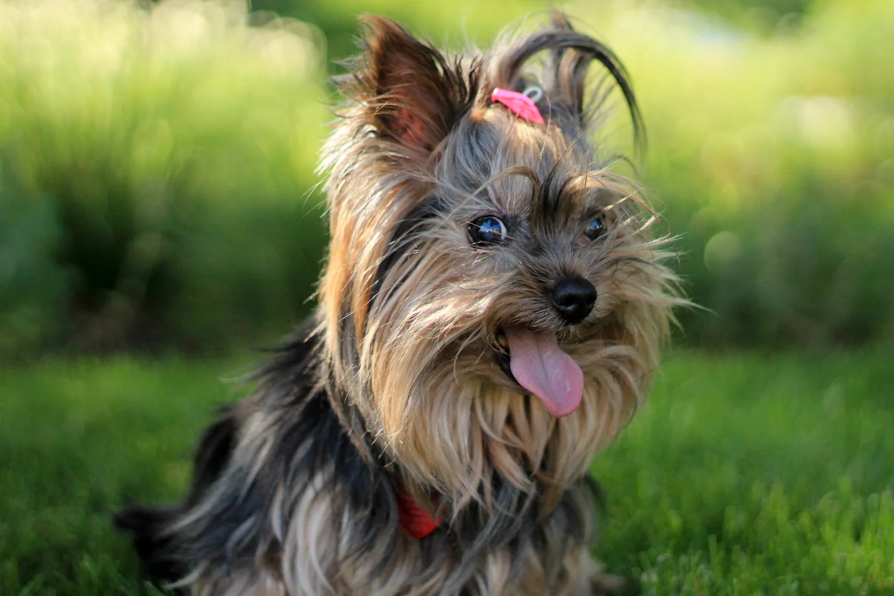 Yorkshire Terrier Yorkshire Terrier na trawie
