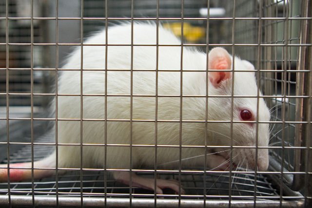 Prof. John O’Keefe przekonuje, że nauka potrzebuje zwierząt laboratoryjnych