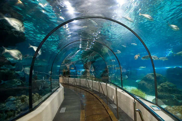 Tunel w barcelońskim oceanarium