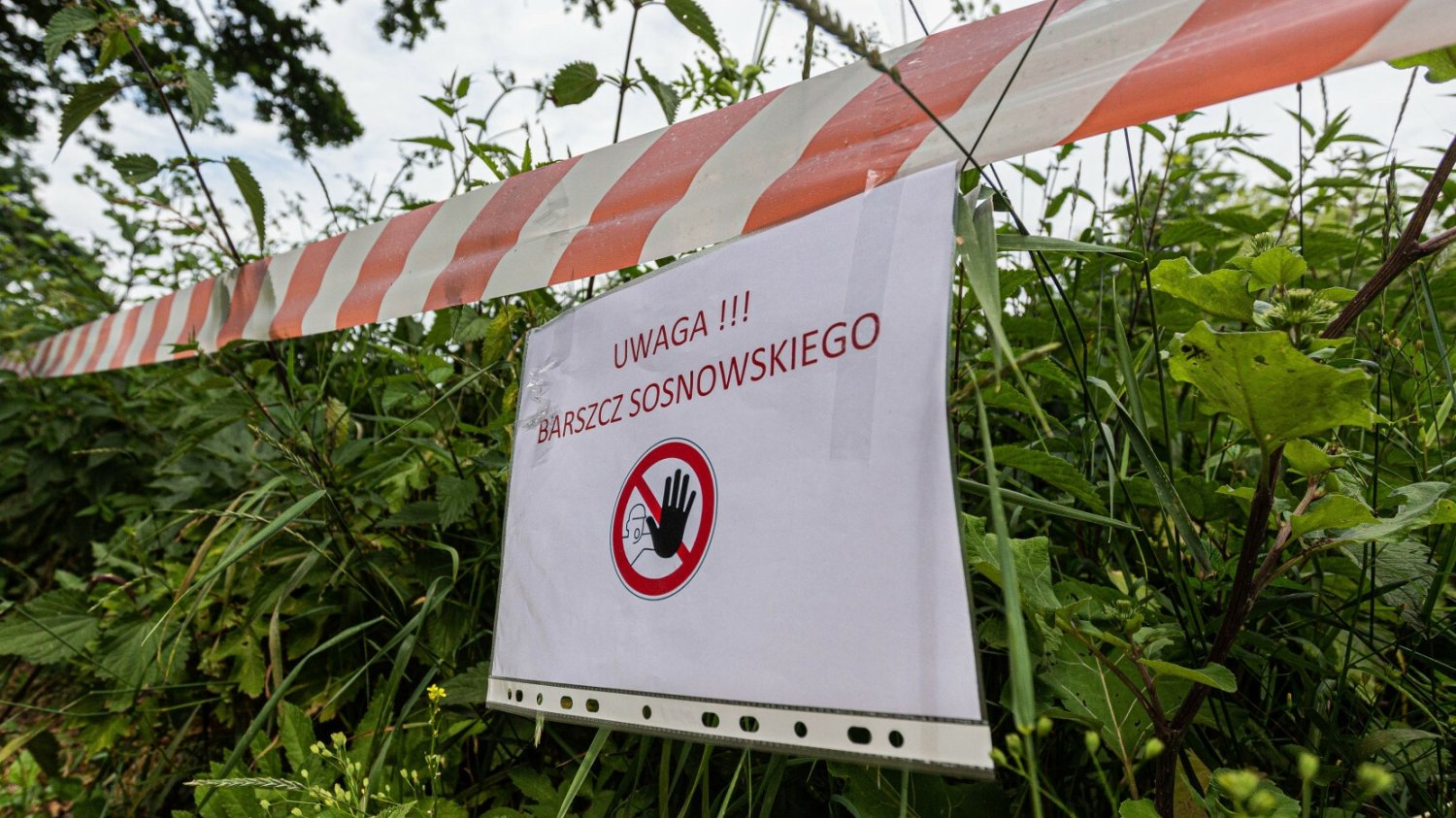 Barszcz Sosnowskiego.