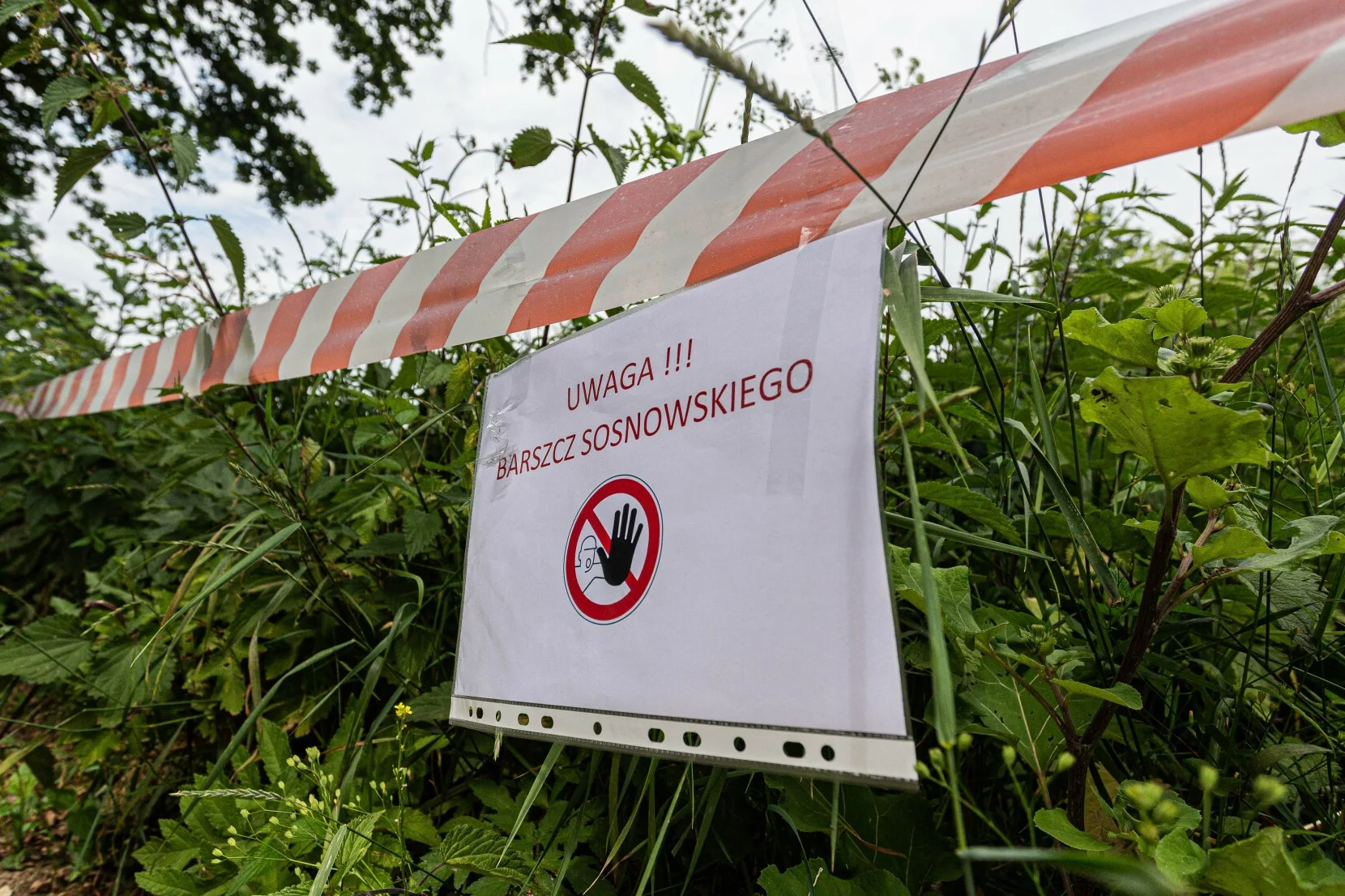 Barszcz Sosnowskiego.