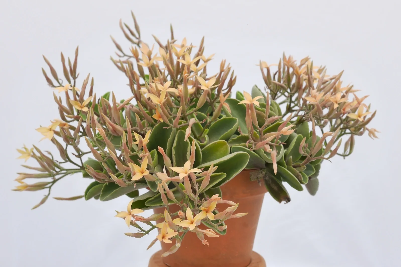 Kalanchoe fadeniorum w doniczce