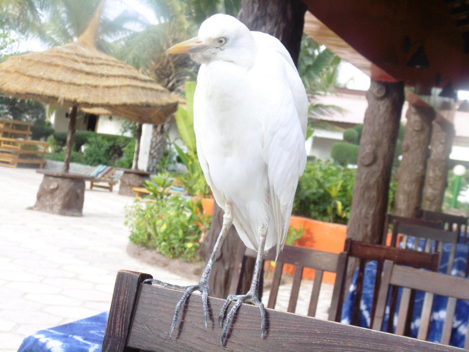 Mój codzienny śniadaniowy towarzysz