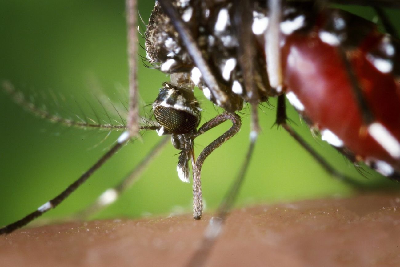 Komar tygrysi zagrożeniem dla Europy. Grozi nam kolejna epidemia