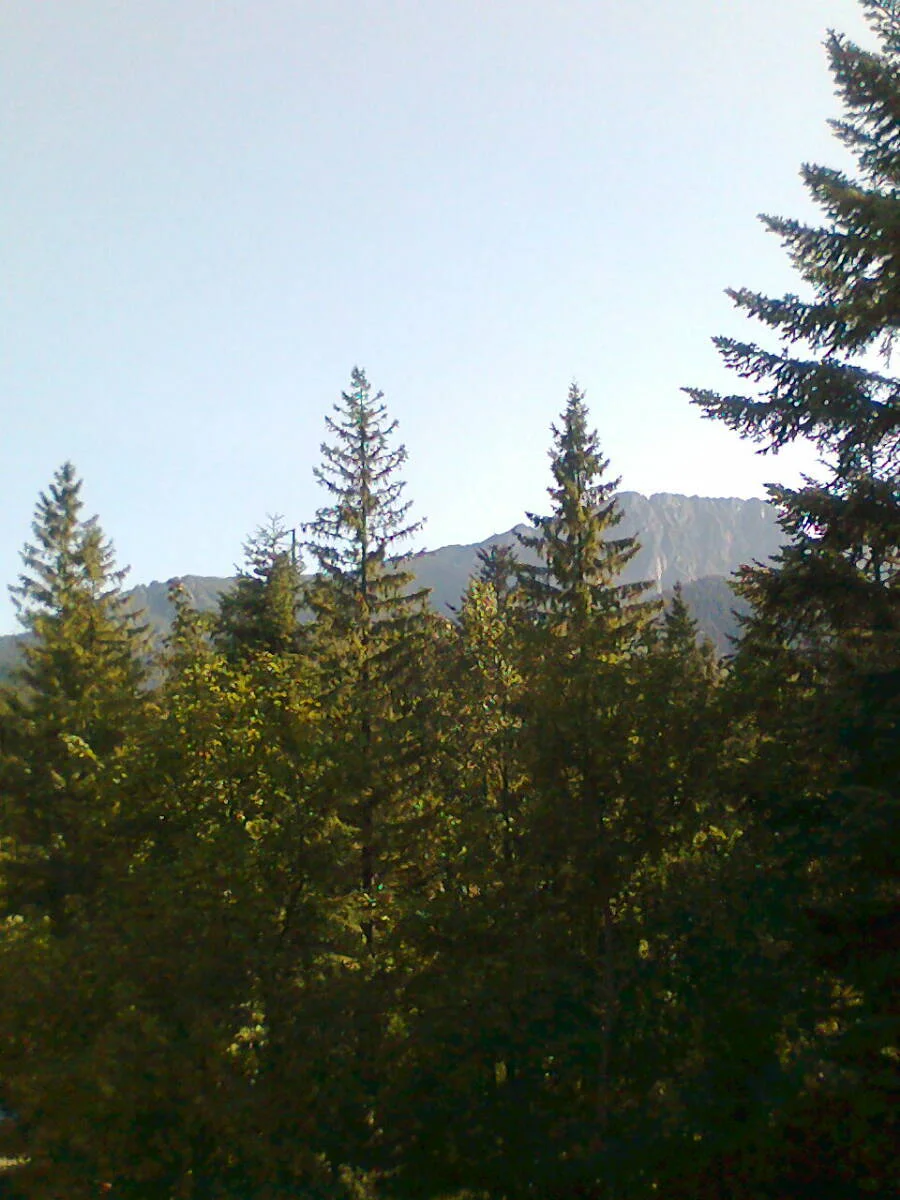 Giewont za drzewami