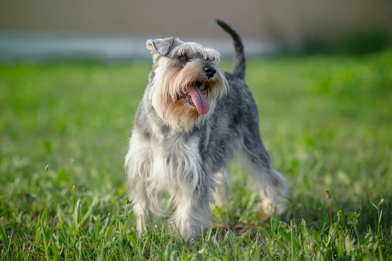 Schnauzer miniaturowy Schnauzer miniaturowy na trawie