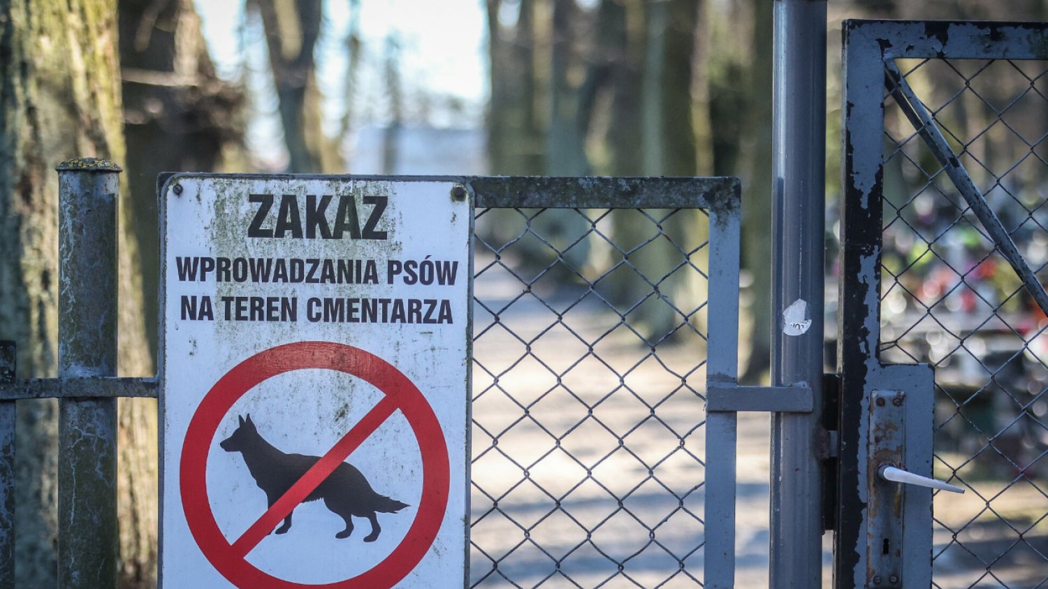 Afera na ostrołęckim cmentarzu. Poszło o... psa.
