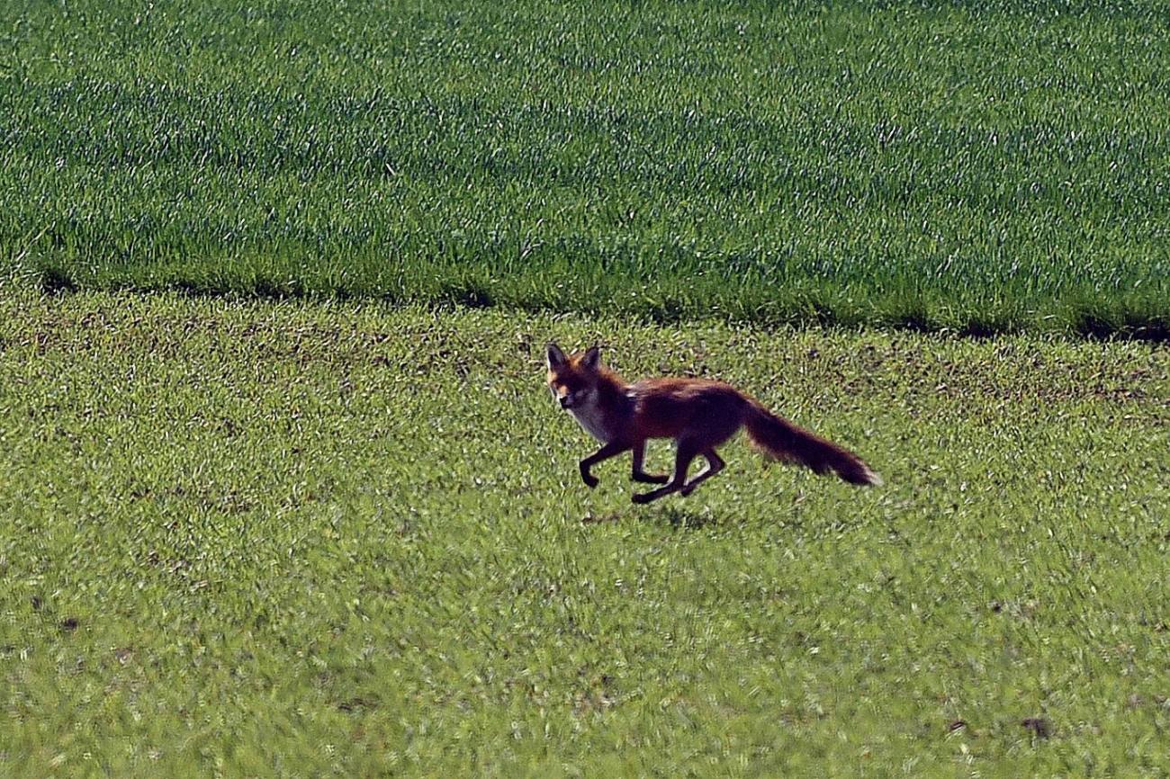Wściekły lis zaatakował kobietę w jej własnym ogródku. Wstrząsające wideo