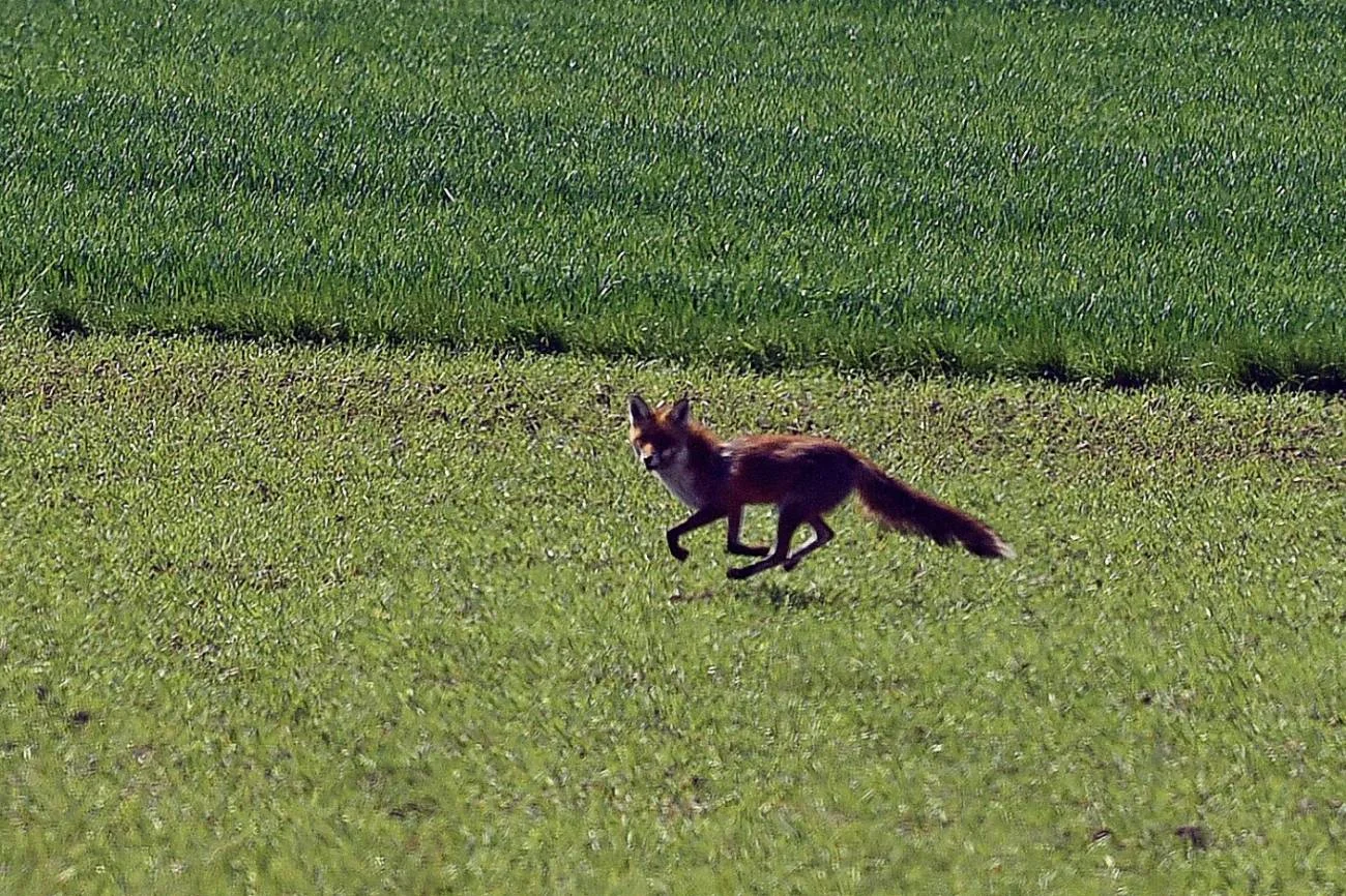 Wściekły lis zaatakował kobietę w jej własnym ogródku. Wstrząsające wideo