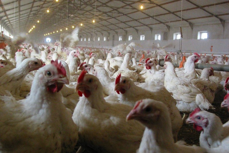 Nowa afera mięsna. Polscy hodowcy faszerują zwierzęta antybiotykami