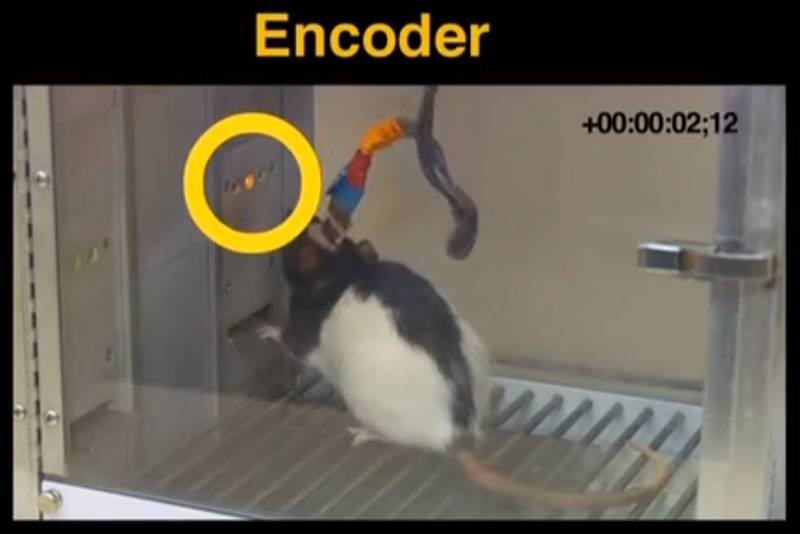 Szczury mogły porozumiewać się, mimo że mieszkały w osobnych klatkach.