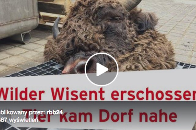 Niemcy najpierw zastrzelili żubra, a potem obcięli mu głowę, która ma trafić do miejscowego muzeum.