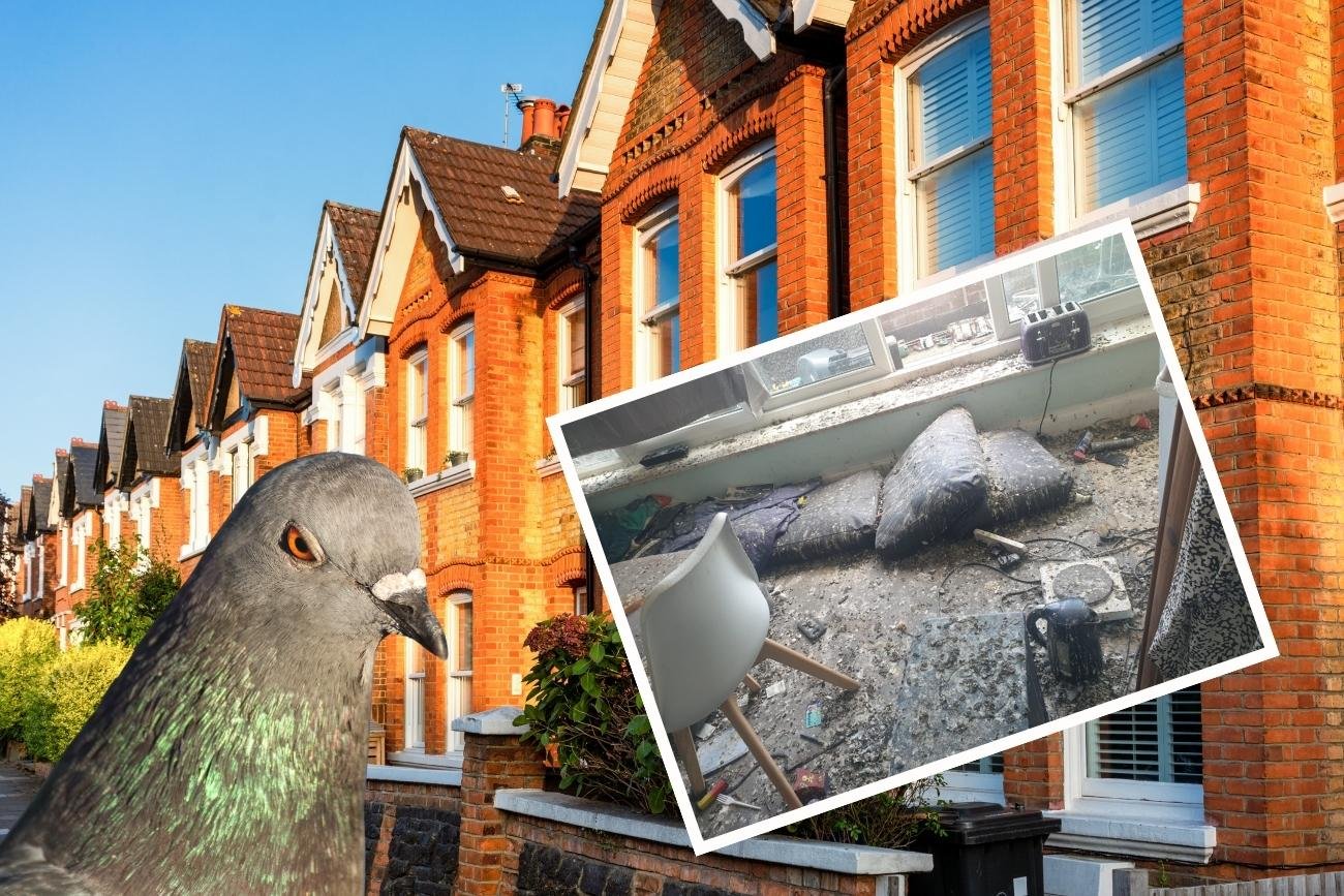 Gołębie są ogromnym problemem w Londynie.