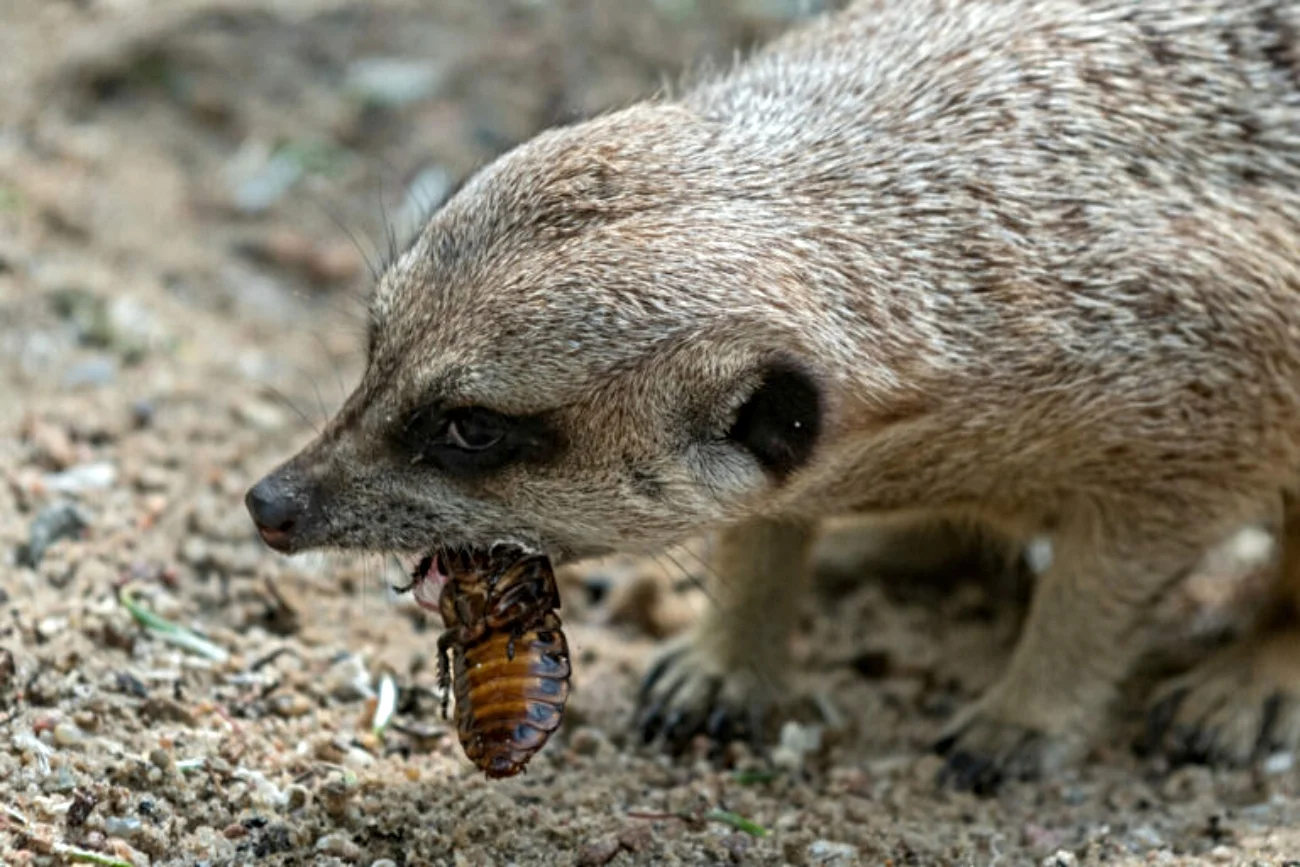 Walentynki w ZOO. Nakarm zwierzę swoim eks.
