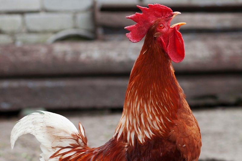 Za zakłócanie ciszy nocnej przez piejące zbyt wcześnie koguty Polka została ukarana mandatem w wysokości 100 zł