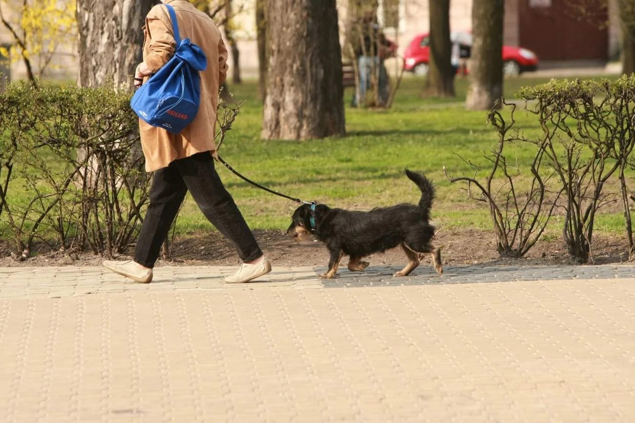 Seniorka pogryzła policjantów. Seniorka pogryzła policjantów.