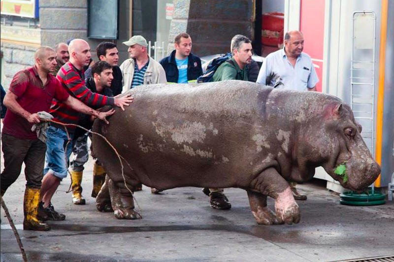 Dzikie zwierzęta, które uciekły z ZOO chodzą po ulicach Tbilisi.
