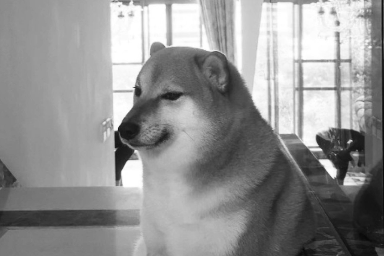 Nie żyje legenda internetu, Cheems. Właściciele zdradzili szczegóły na temat jego śmierci.