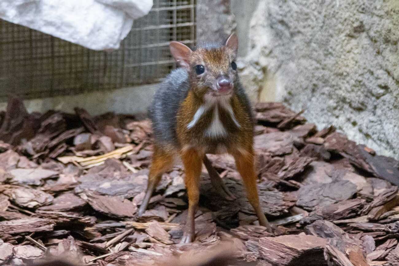 W warszawskim ZOO narodził się myszojeleń.
