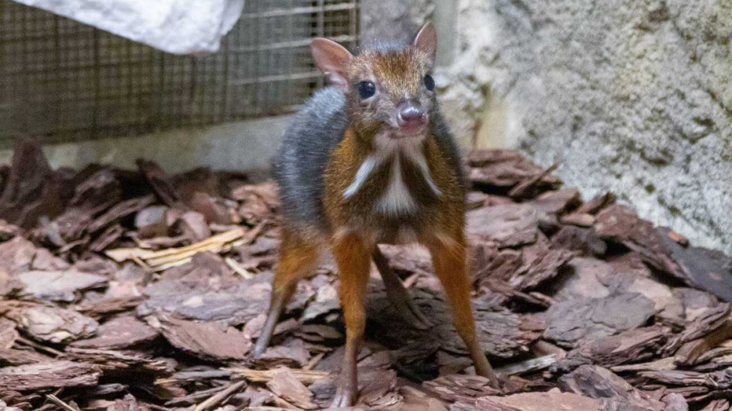W warszawskim ZOO narodził się myszojeleń.