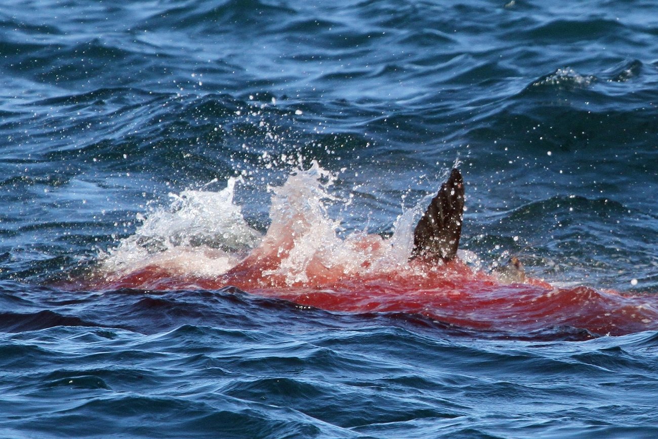 Ataki rekinów u wybrzeży Egiptu są coraz częstsze