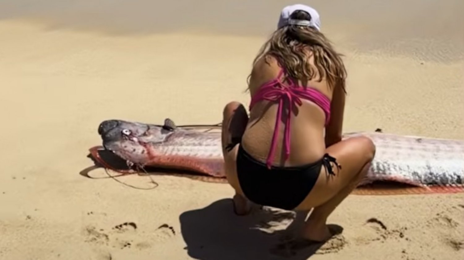 Wstęgor królewski widziany na plaży. Od wieków nazywają go "rybą zagłady"