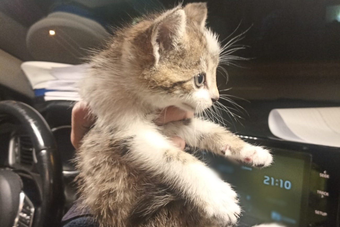 Policjant przygarnął kota, który spadł na niego z nieba