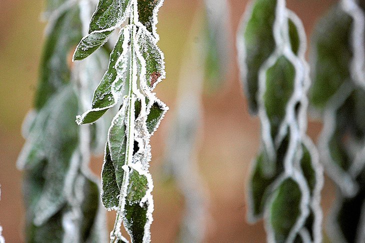 W dużej części kraju bardzo prawdopodobne będą przymrozki. Wydano ostrzeżenia dla prawie połowy województw.
