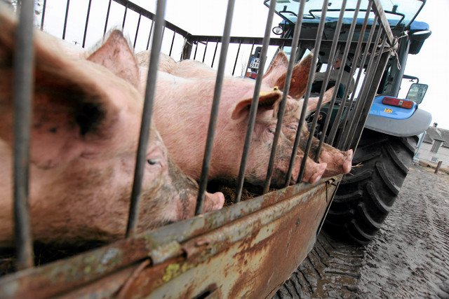Świnie od polskich hodowców mają zakaz wjazdu do Rosji. Oznacza to wysokie straty dla rolników i firm mięsnych