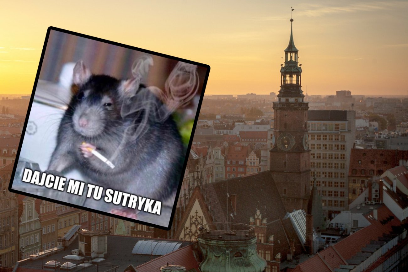 Ile szczurów żyje we Wrocławiu? Wystarczająco, żeby miasto znów było memem