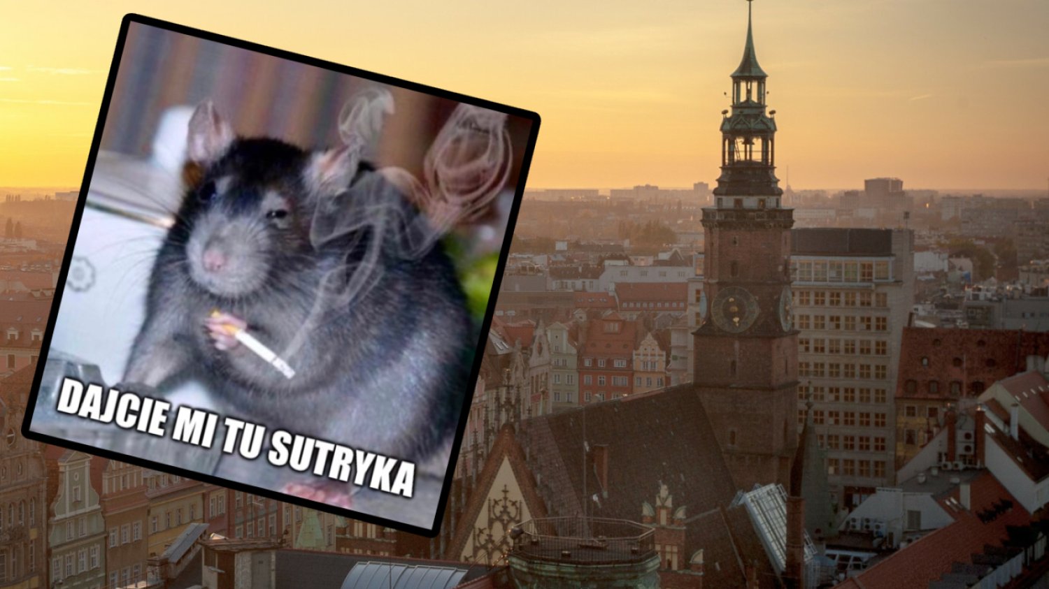 Ile szczurów żyje we Wrocławiu? Wystarczająco, żeby miasto znów było memem