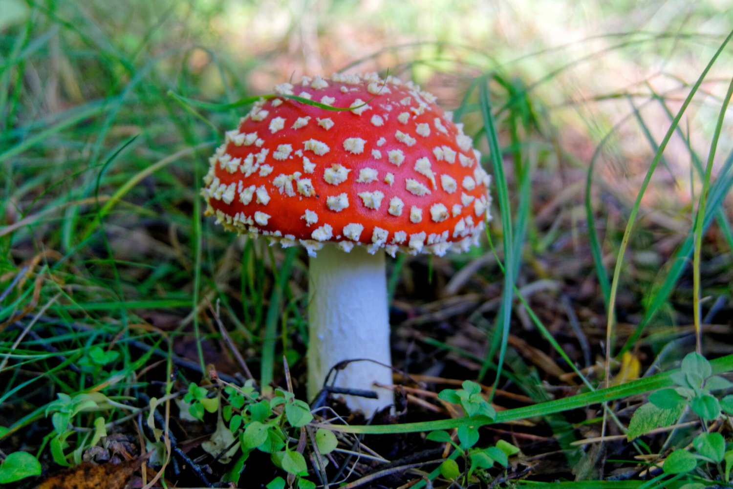 Mężczyzna miał zjeść suszone trujące grzyby, ale to nie one sprawiły, że zmarł.