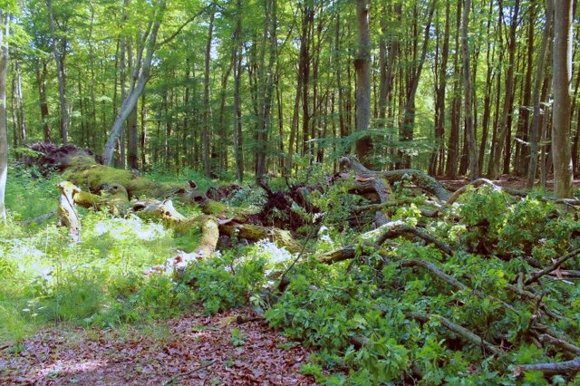 Dąb Bolesław miał około 800 lat.