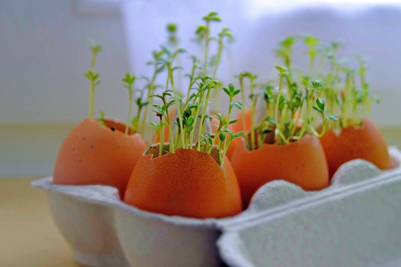 Jaki jest najlepszy sposób na wysianie rzeżuchy?